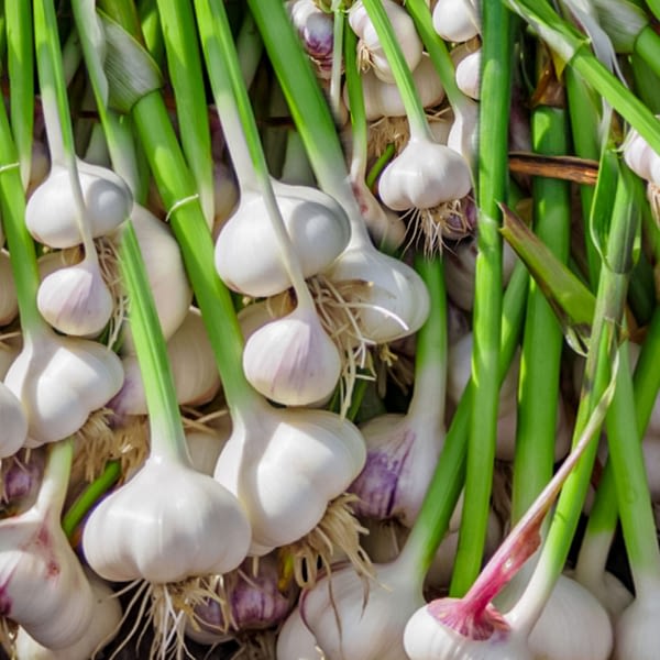 Garlic -250g – Store Letsphotosynth